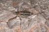 Corsteropleurus chopardi: Female (France, Corsica, Albertacce, Col de Vergio, late September 2024) [M]