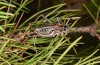 Corsteropleurus chopardi: Female (France, Corsica, Albertacce, Col de Vergio, late September 2024) [M]
