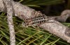 Corsteropleurus chopardi: Female (France, Corsica, Albertacce, Col de Vergio, late September 2024) [M]