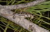 Corsteropleurus chopardi: Female (France, Corsica, Albertacce, Col de Vergio, late September 2024) [M]