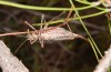 Corsteropleurus chopardi: Female (France, Corsica, Albertacce, Col de Vergio, late September 2024) [M]