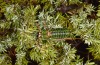 Corsteropleurus chopardi: Male (France, Corsica, Albertacce, Col de Vergio, early October 2024) [M]
