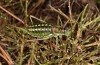 Corsteropleurus chopardi: Female (France, Corsica, Albertacce, Col de Vergio, late September 2024) [M]