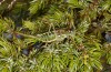 Corsteropleurus chopardi: Female (France, Corsica, Albertacce, Col de Vergio, late September 2024) [M]