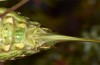 Corsteropleurus chopardi: Female (France, Corsica, Albertacce, Col de Vergio, late September 2024) [M]