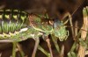 Corsteropleurus chopardi: Female (France, Corsica, Albertacce, Col de Vergio, late September 2024) [M]