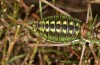 Corsteropleurus chopardi: Female (France, Corsica, Albertacce, Col de Vergio, late September 2024) [M]