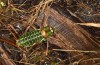 Corsteropleurus chopardi: Male (France, Corsica, Albertacce, Col de Vergio, early October 2024) [M]