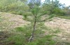 Corsteropleurus chopardi: Habitat (France, Corsica, Albertacce, Col de Vergio, late September 2024) [N]