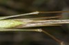 Conocephalus conocephalus: Weibchen (W-Sardinien, Küste bei Arborea, Ende September 2018) [M]