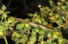 Conocephalus conocephalus: Männchen (Sardinien, Fluminimaggiore, Anfang Oktober 2018) [N]