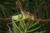 Barbitistes constrictus: Male (e.l. rearing, S-Germany, N-Bavaria, Weiglathal S Bayreuth, larvae found on 20. May 2024, photo in July) [S]