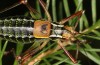 Barbitistes constrictus: Male (e.l. rearing, S-Germany, N-Bavaria, Weiglathal S Bayreuth, larvae found on 20. May 2024, photo in July) [S]