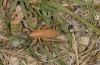 Thyreonotus corsicus: Female larva (Spain, Teruel, Sierra de Albarracin, late July 2017) [N]