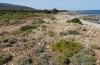 Acrometopa cretensis: Habitat (Naxos-S&uuml;dostk&uuml;ste, Ende Mai 2025) [N]