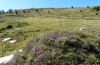 Polysarcus denticauda: Habitat in Northern Greece in 2100 to 2200 m above sea level (July 2010) [N]