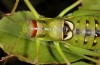 Ephippiger discoidalis: Male (Croatia, Istria, Brsec, mid-July 2016) [N]