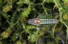 Poecilimon ege: Male (Samos, Pyrgos, May 2014) [N]