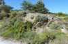 Poecilimon ege: Habitat (Samos, Pyrgos, May 2014) [N]