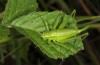 Poecilimon elegans: Weibchen (Istrien, Ucka, Mitte Juli 2016) [N]
