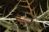 Eupholidoptera epirotica: Male (W-Greece, southern shores of the Ambraktian Gulf, 50km SE of Preveza, early June 2021) [N]