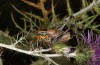 Eupholidoptera epirotica: Male (W-Greece, southern shores of the Ambraktian Gulf, 50km SE of Preveza, early June 2021) [N]