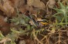 Eupholidoptera epirotica: Female (W-Greece, southern shores of the Ambraktian Gulf, 50km SE of Preveza, early June 2021) [N]
