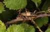 Eupholidoptera epirotica: Male (W-Greece, southern shores of the Ambraktian Gulf, 50km SE of Preveza, early June 2021) [N]