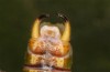 Poecilimon erimanthos: Männchen (Peloponnes, ca. 25 km SE Patras, Anfang Juni 2021) [M]