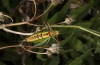 Poecilimon erimanthos: Weibchen (Peloponnes, ca. 25 km SE Patras, Anfang Juni 2021) [N]