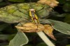 Poecilimon erimanthos: Männchen (Peloponnes, ca. 25 km SE Patras, Anfang Juni 2021) [N]