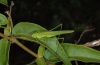 Phaneroptera falcata: Adult (eastern Swabian Alb, Germany, August 2012) [N]