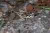 Pachytrachis frater: Weibchen (Kroatien, Biokovo-Nationalpark, 650m NN, Mitte Oktober 2015) [N]