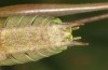 Pholidoptera frivaldszkyi: Männchen (NW-Bulgarien, Oblast Montana, Zhelezna, Anfang Juni 2018) [N]