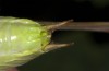 Pholidoptera frivaldszkyi: Männchen (NW-Bulgarien, Oblast Montana, Zhelezna, Anfang Juni 2018) [M]