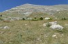 Parnassiana fusca: Habitat (Greece, Peloponnese, Taygetos, early August 2019) [N]