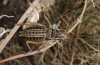 Pycnogaster gaditana: Männchen (Cadiz, Puerto Galiz, Larve im März 2019) [S]