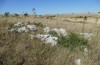 Eupholidoptera garganica: Habitat (S-Italy, Puglia, Bari, Alta Murgia, late June 2024) [N]
