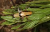 Eupholidoptera garganica: Male (W-Greece, Epirus, south of Igoumenitsa, early June 2021) [N]