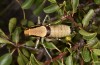 Eupholidoptera garganica: Male (S-Italy, Puglia, Bari, Alta Murgia, late June 2024) [N]