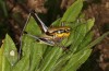 Eupholidoptera garganica: Male (W-Greece, Epirus, south of Igoumenitsa, early June 2021) [N]