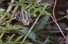 Poecilimon gerlindae: Männchen (Ag. Stefanos NW Lamia, Ende Mai 2019) [N]