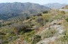 Eupholidoptera giuliae: Habitat (Greece, Kreta, Ano Rodakino, early May 2013) [N]