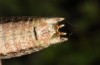 Platycleis grisea: Männchen (Italien, Abruzzen, Rocca di Cambio, 1000m, Ende September 2016) [M]