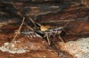 Antaxius hispanicus: Männchen (Canigou, S-Frankreich, 1500m NN, Oktober 2013) [N]