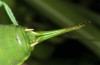 Isophya hospodar: Female (NE-Greece, Thrace, East Rhodopi mountains NNE Alexandroupolis, late May 2019) [M]