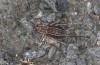 Pycnogaster inermis: Female (Spain, Granada, Sierra Nevada, 2600m, late September 2022) [N]
