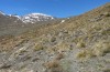 Pycnogaster inermis: Habitat (Sierra Nevada, 1800m asl, late March 2015) [N]