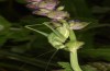 Poecilimon intermedius: Female (E-Austria, N-Burgenland, Rohrbach, early June 2019) [N]