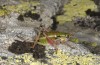 Anonconotus italoaustriacus: Weibchen (Osttirol, Seespitzhütte, 2300m, Ende August 2018) [N]